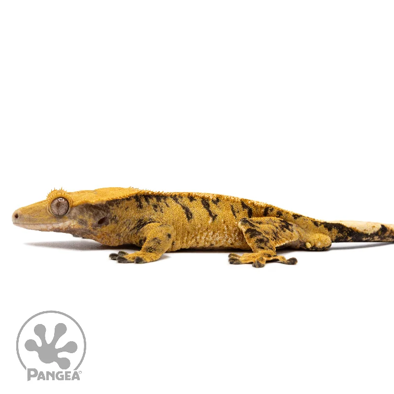 Male Extreme Harlequin Crested Gecko Cr-2766