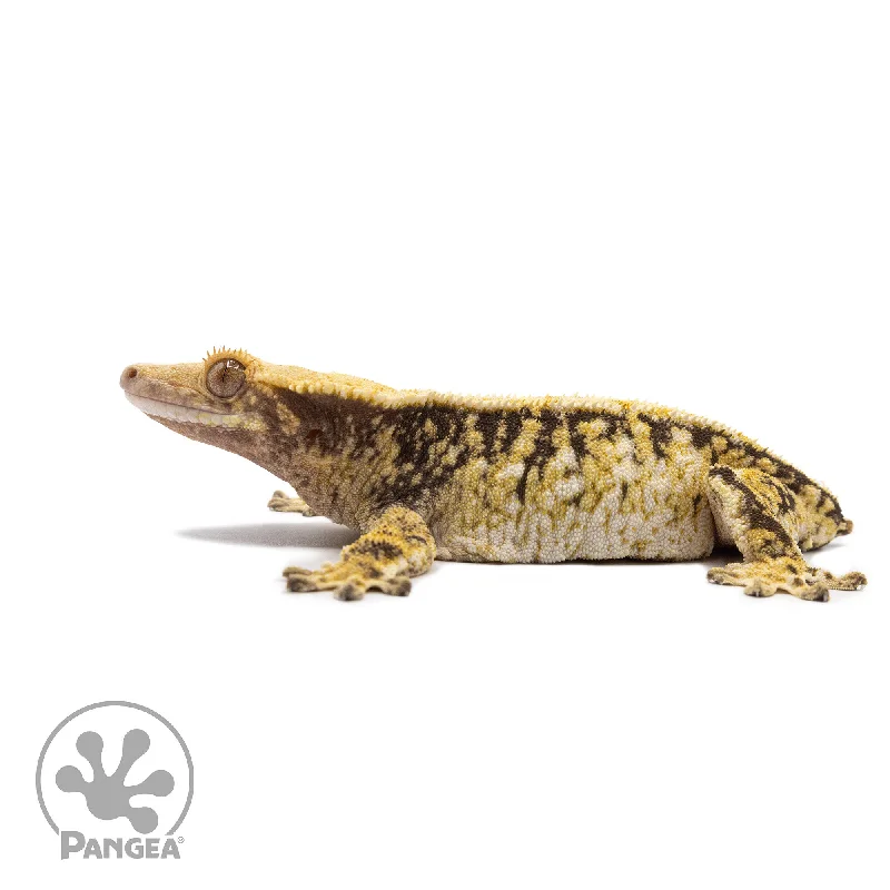 Female Tricolor Extreme Harlequin Crested Gecko Cr-2716