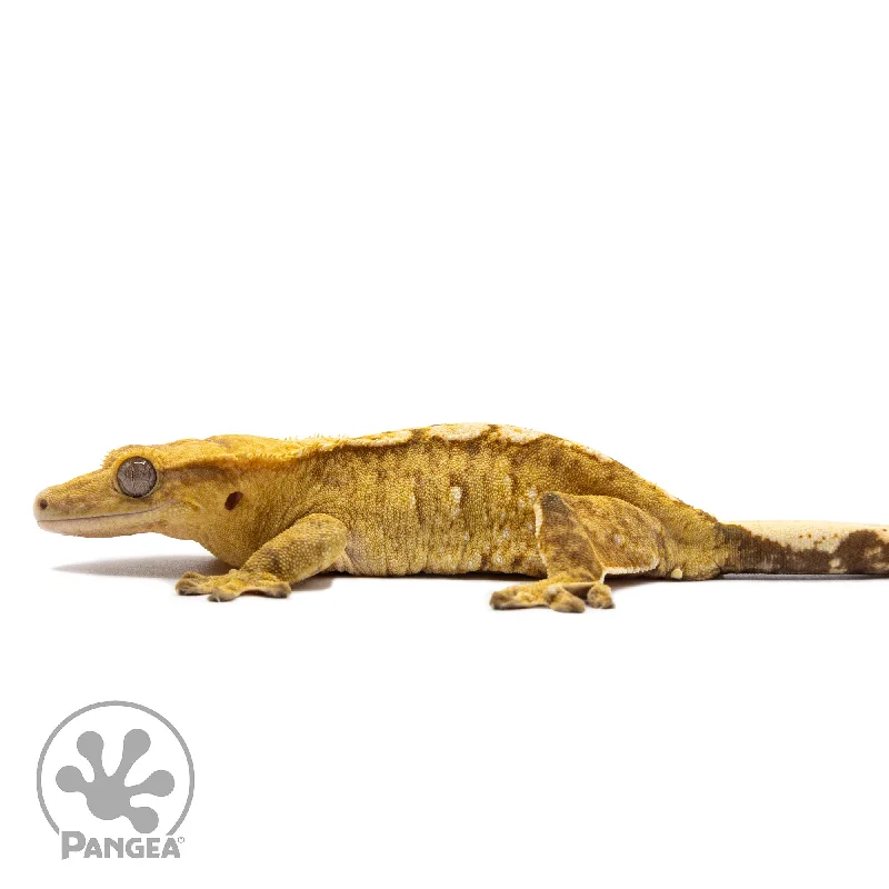 Female Yellow Brindle Crested Gecko Cr-2760