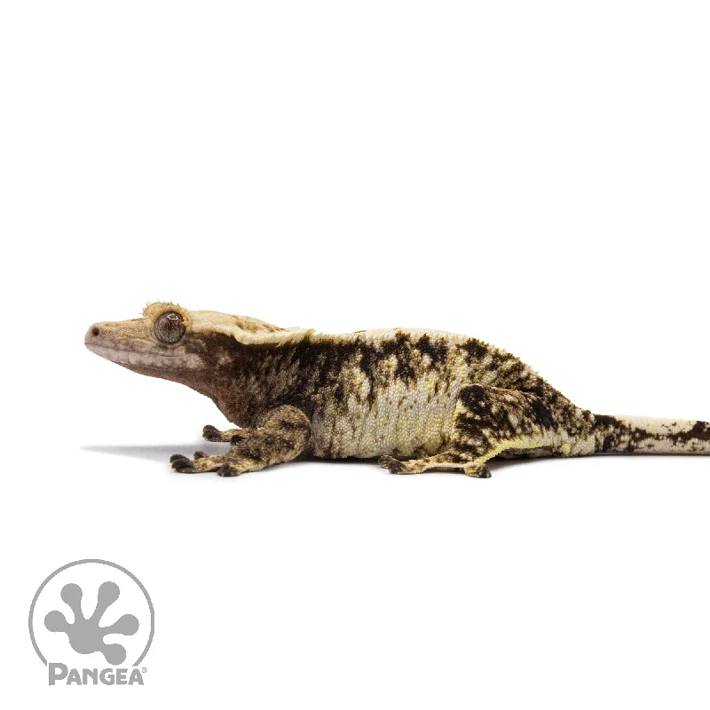 Female Tricolor Extreme Harlequin Crested Gecko Cr-2671