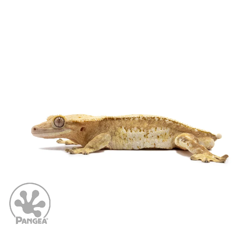 Male White Wall Pinstripe Crested Gecko Cr-2674