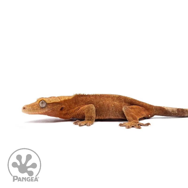 Male Red Phantom Crested Gecko Cr-2747