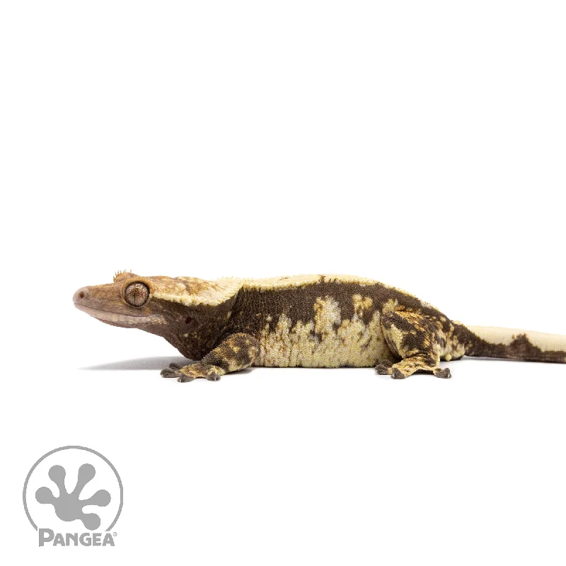 Female Extreme Harlequin Crested Gecko Cr-2719