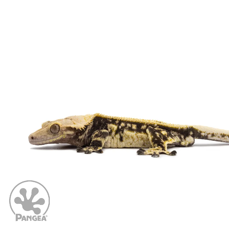 Male Quadstripe Crested Gecko Cr-2650