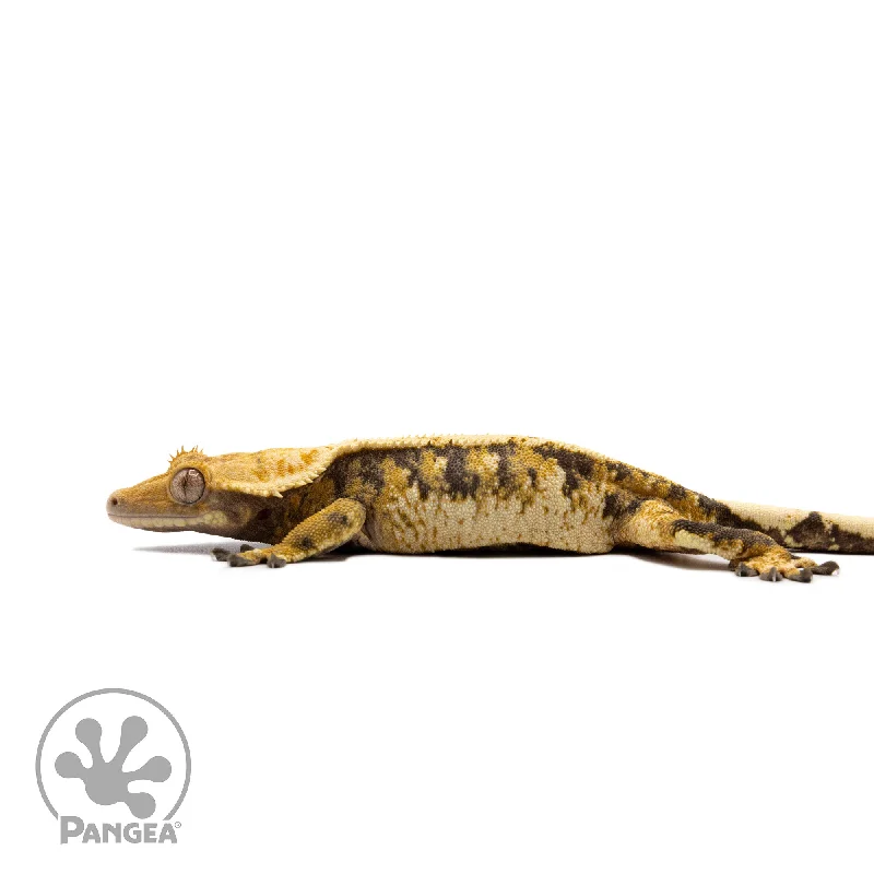 Female Tricolor Extreme Harlequin Crested Gecko Cr-2734