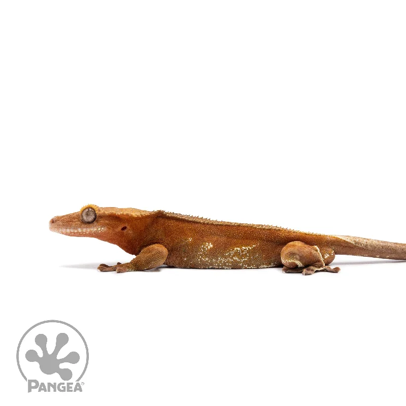 Female Red Phantom Crested Gecko Cr-2745