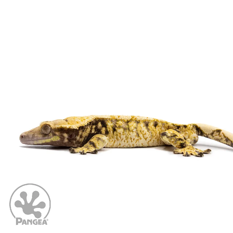 Male Tricolor Extreme Harlequin Crested Gecko Cr-2612