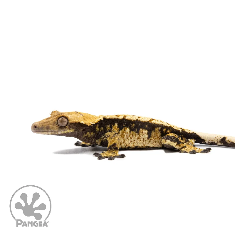 Male Tricolor Extreme Harlequin Crested Gecko Cr-2736