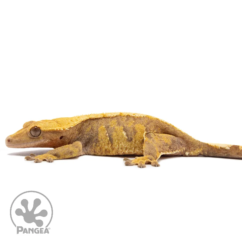 Female Extreme Harlequin Crested Gecko Cr-2758