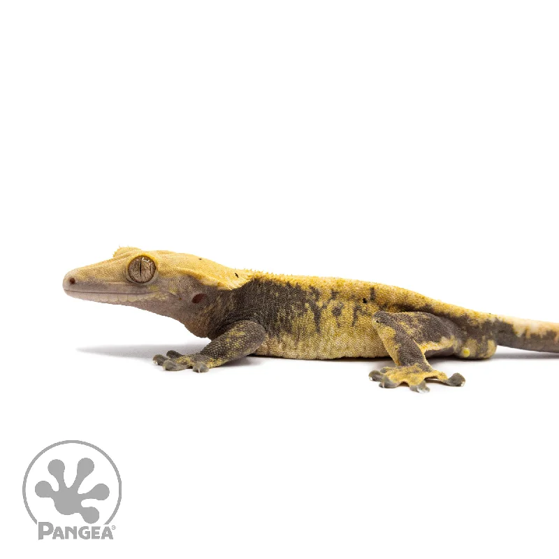 Male Pixel Tricolor Crested Gecko Cr-10059