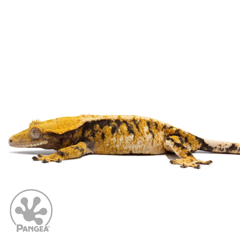 Female Tricolor Extreme Harlequin Crested Gecko Cr-2762