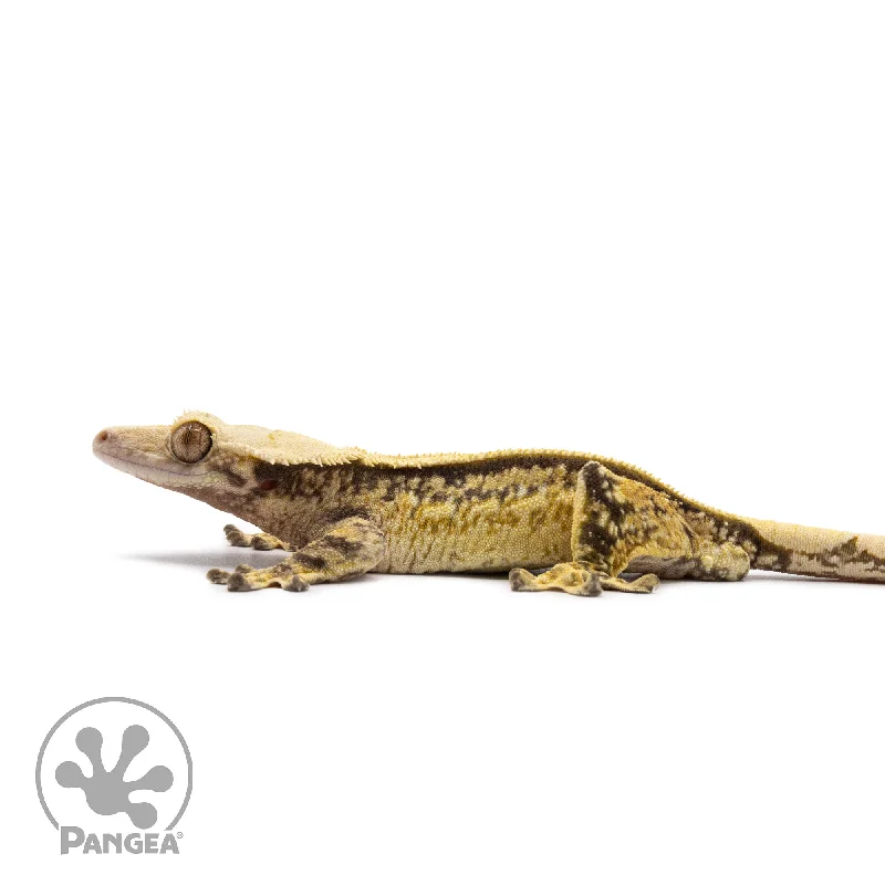 Male Quadstripe Crested Gecko Cr-2630