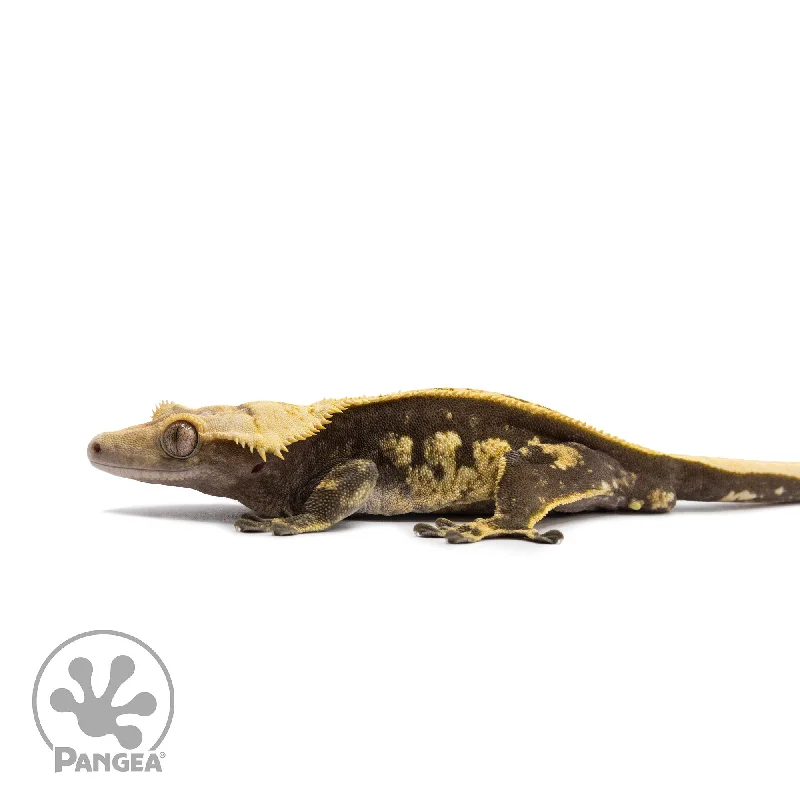 Male Pinstripe Crested Gecko Cr-2661