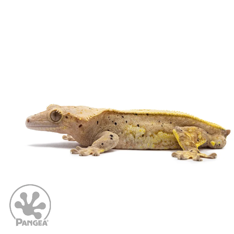 Male Pinstripe Dalmatian Crested Gecko Cr-2642