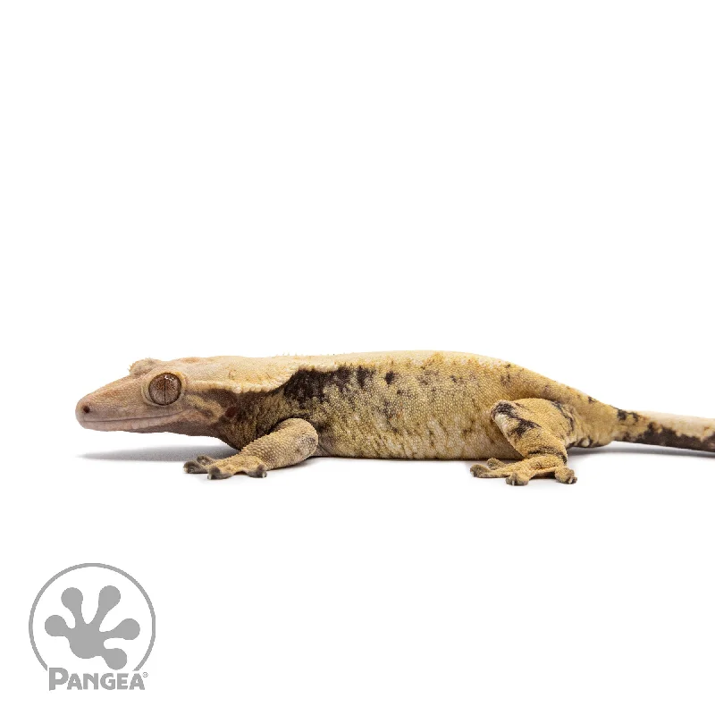 Female XXX Crested Gecko Cr-2635