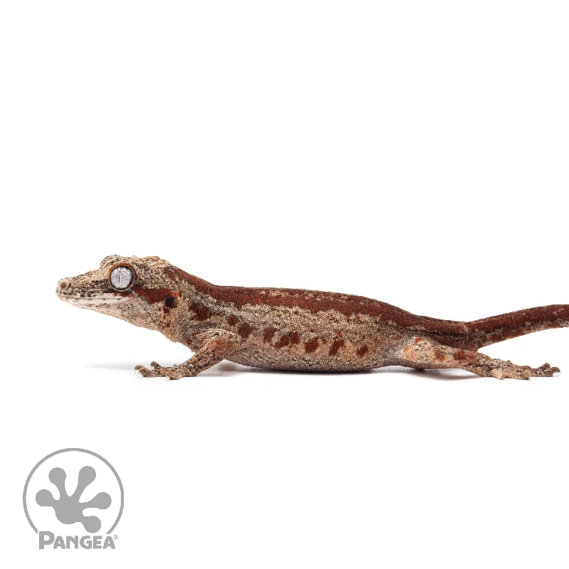 Juvenile Red Striped Gargoyle Gecko Ga-0317