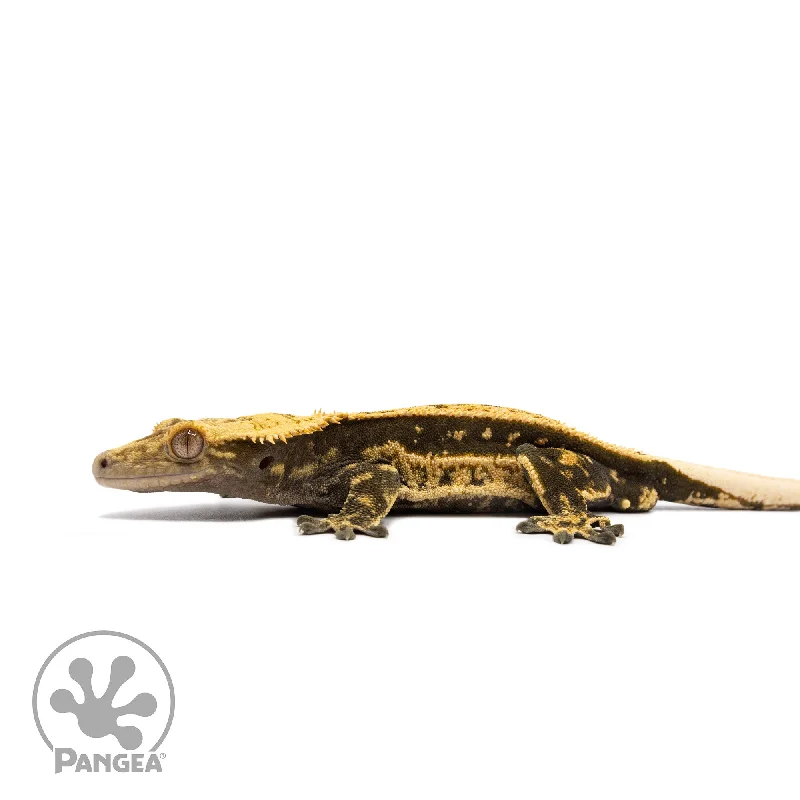 Male Quadstripe Crested Gecko Cr-2742