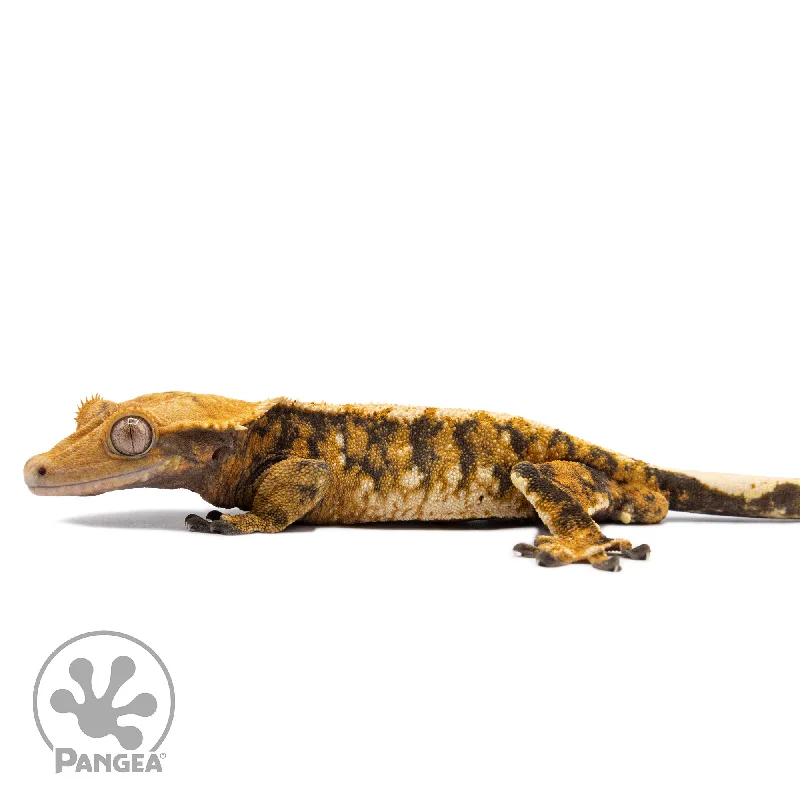 Male Tricolor Extreme Harlequin Crested Gecko Cr-2770