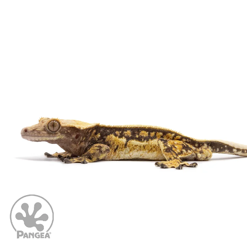 Male Tricolor Quadstripe Crested Gecko Cr-2607