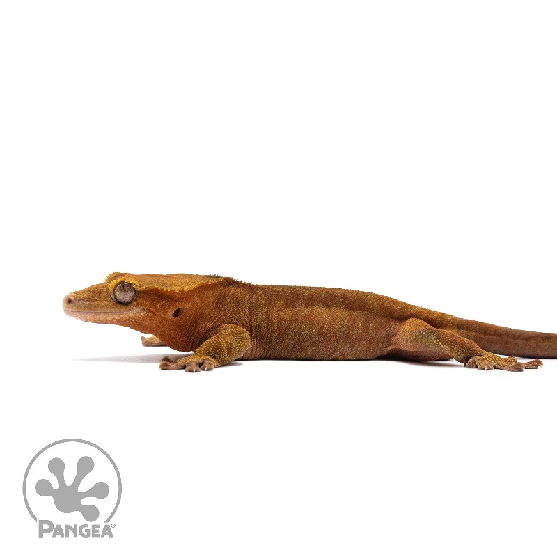 Male Red Tiger Crested Gecko Cr-2740