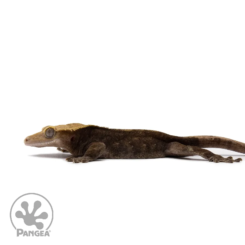 Male Dark Patternless Crested Gecko Cr-2628