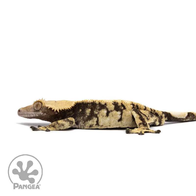 Male Extreme Harlequin Crested Gecko Cr-2649