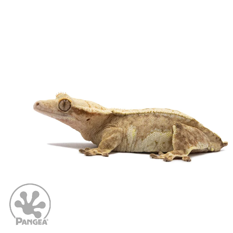 Female Harlequin Crested Gecko Cr-2708