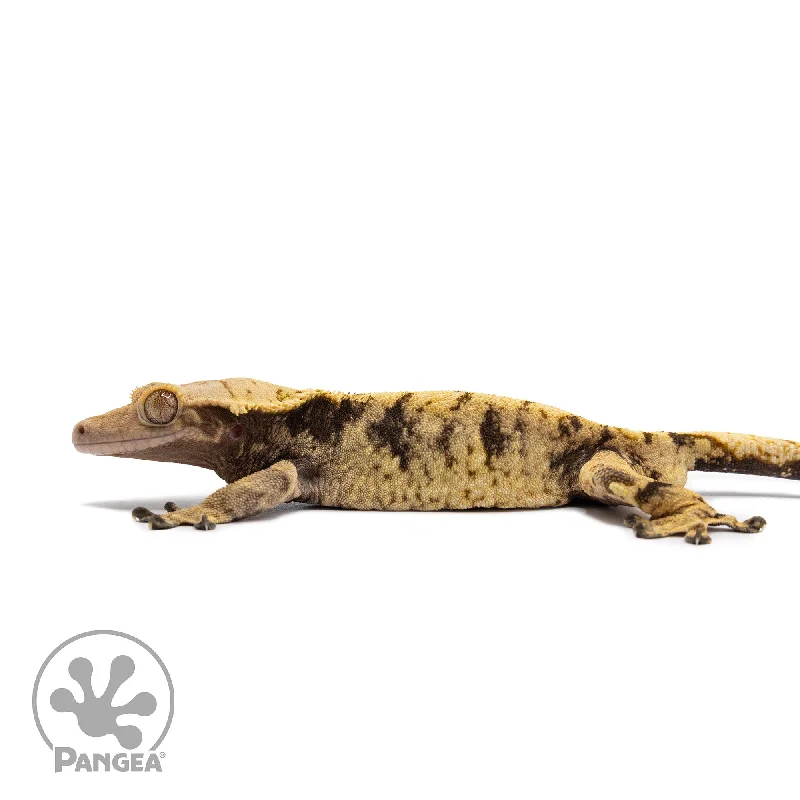 Male XXX Crested Gecko Cr-2664