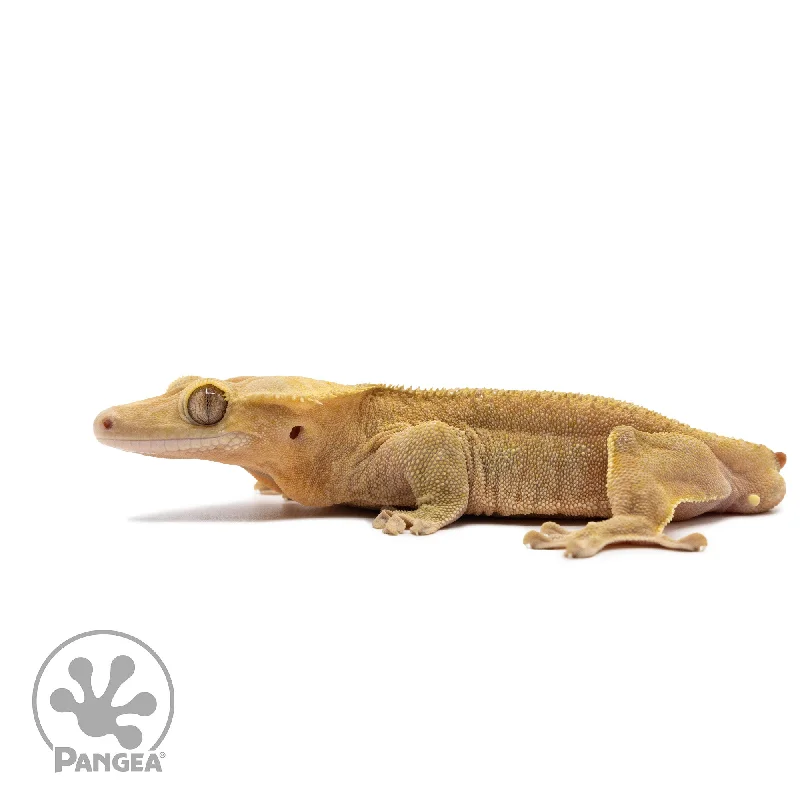 Male Orange Phantom Crested Gecko Cr-2675