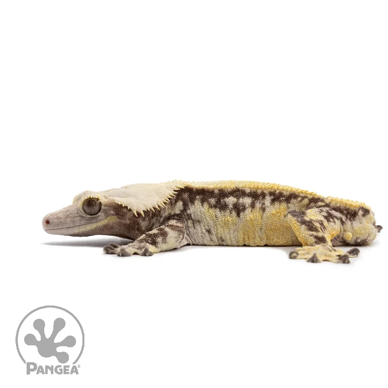 Male Lavender Extreme Harlequin Crested Gecko Cr-2641