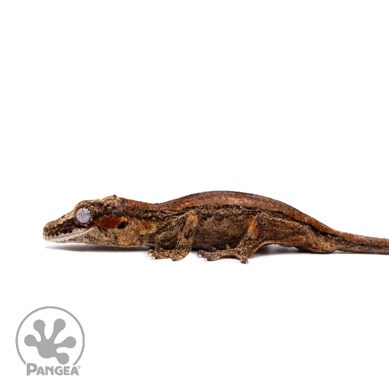 Male Red Striped Gargoyle Gecko Ga-0320