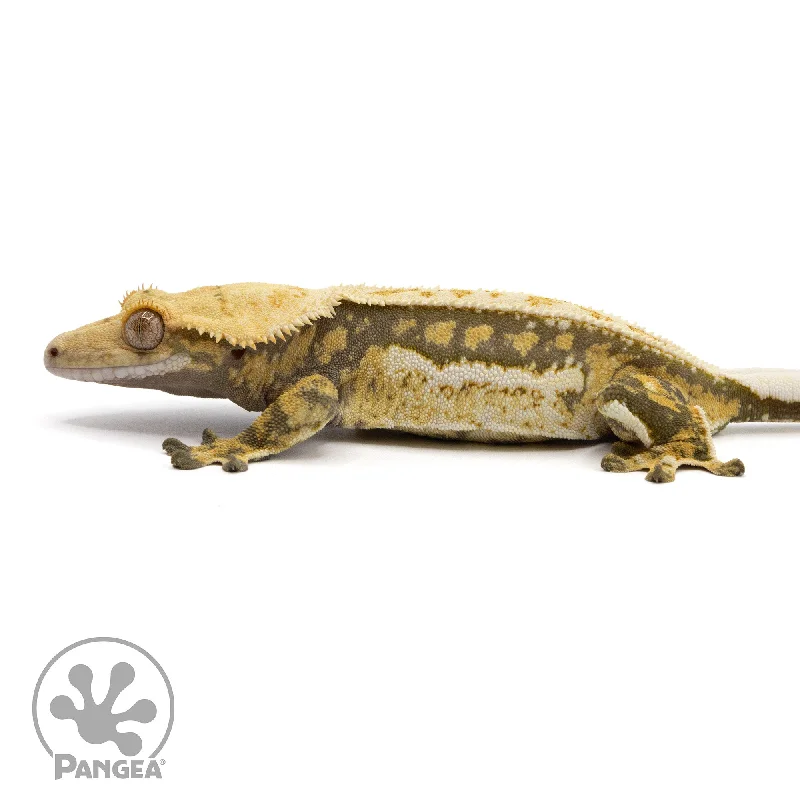 Female Tricolor Quad-Stripe Crested Gecko Cr-2371