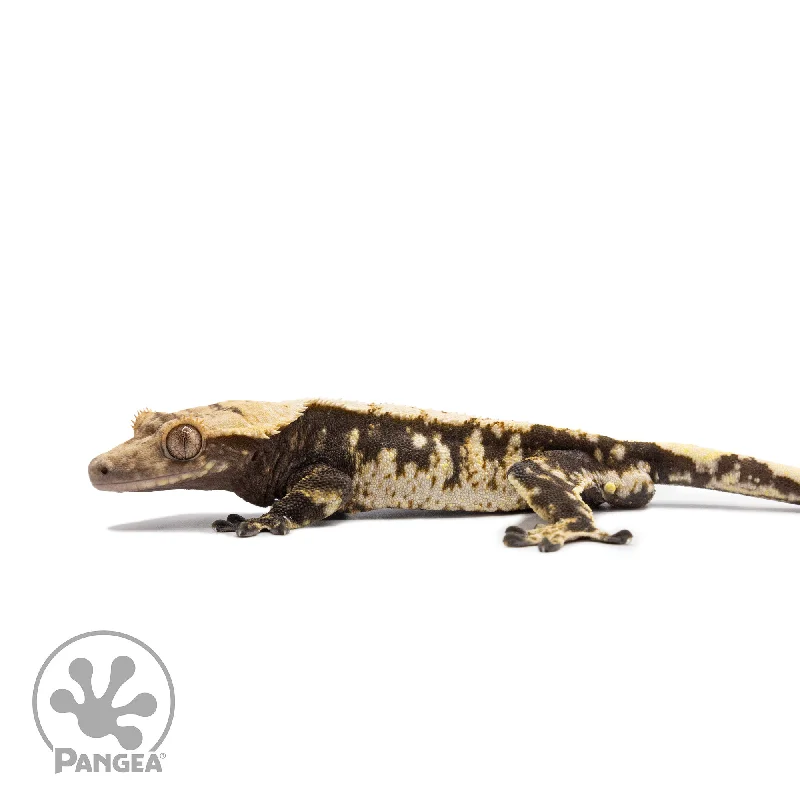 Male Extreme Harlequin Crested Gecko Cr-2744