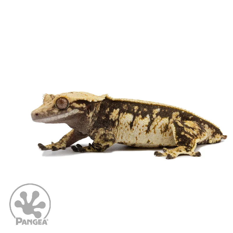 Female Tricolor Extreme Harlequin Crested Gecko Cr-2569