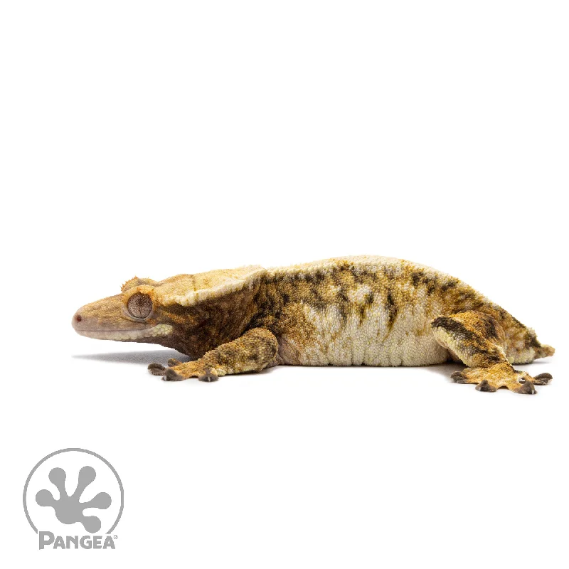 Female Tricolor Extreme Harlequin Crested Gecko Cr-2721