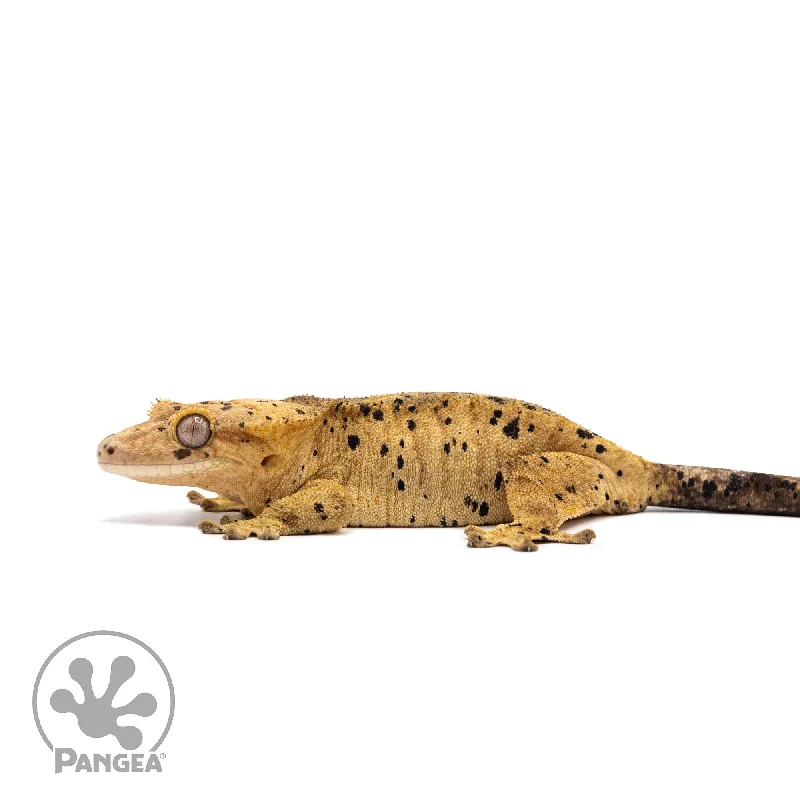 Female Super Dalmatian Crested Gecko Cr-2754