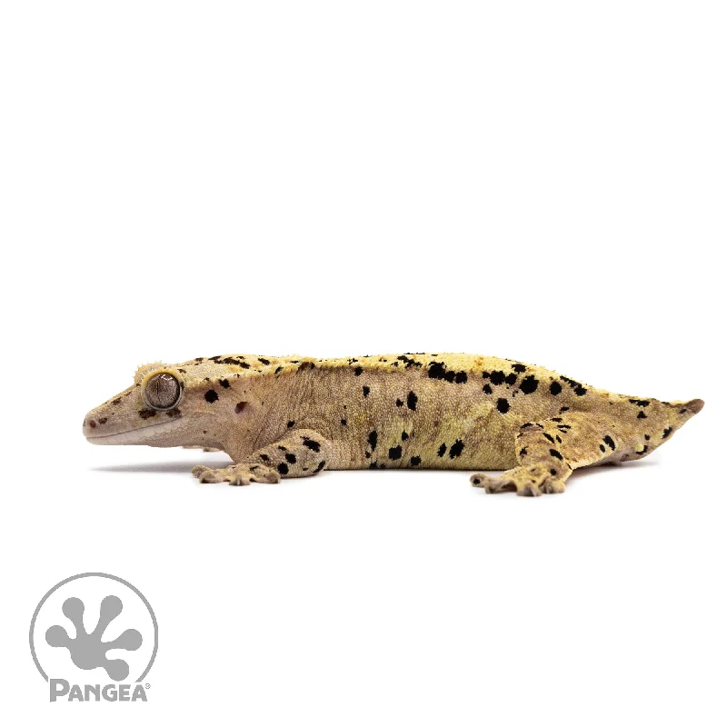 Female Ink Blot Crested Gecko Cr-2625