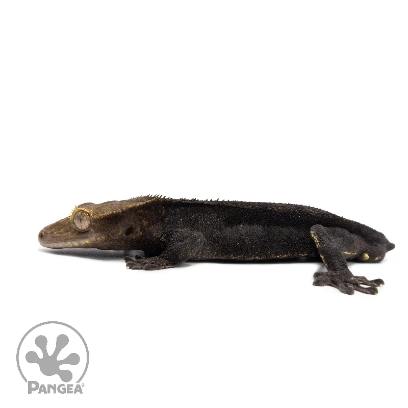 Male Black Phantom Crested Gecko Cr-2605