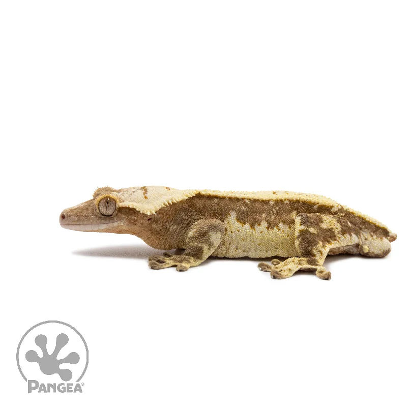 Male White Wall Crested Gecko Cr-2710