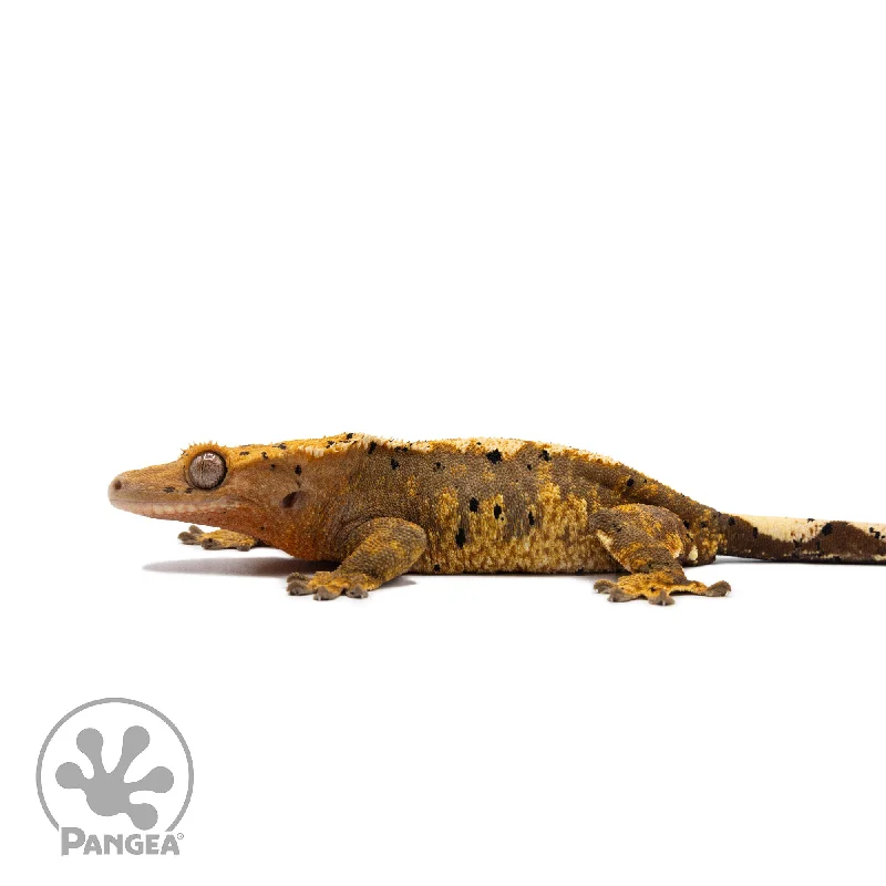 Female Ink Blot Extreme Crested Gecko Cr-2728