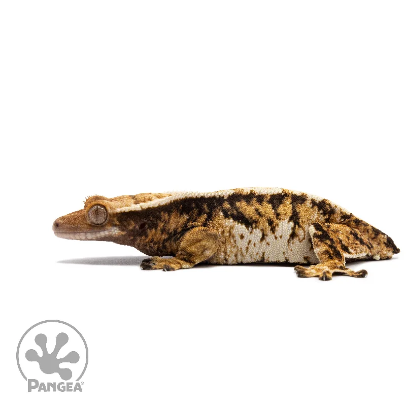 Female Tricolor Extreme Harlequin Crested Gecko Cr-2723