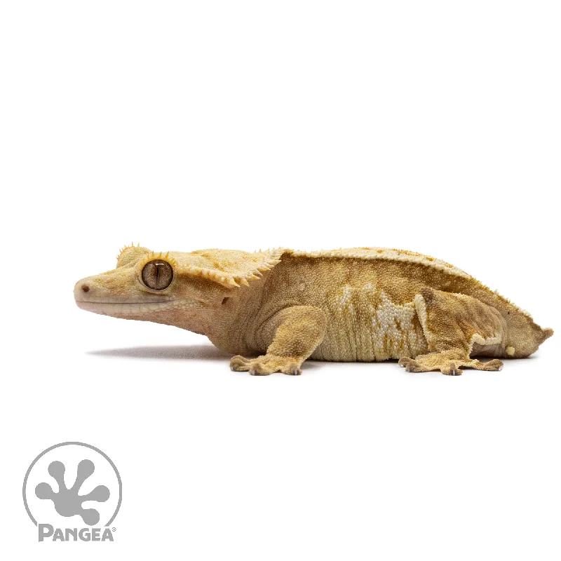 Female Yellow Partial Pinstripe Crested Gecko Cr-2637