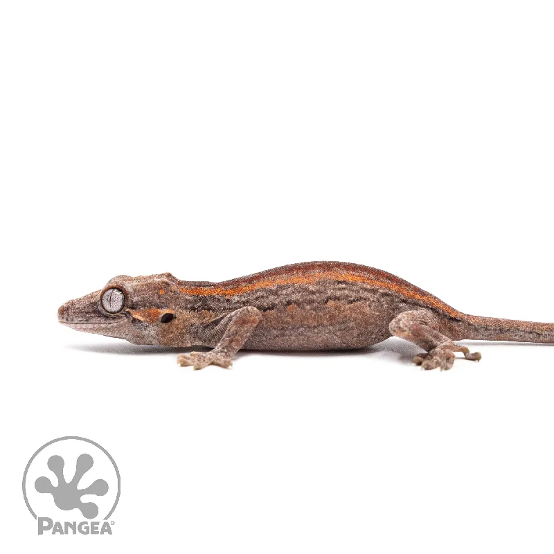 Juvenile Red and Orange Striped Gargoyle Gecko Ga-0318