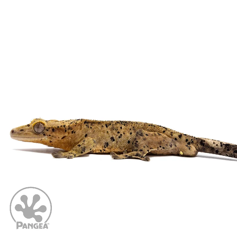 Male Super Dalmatian Crested Gecko Cr-2769