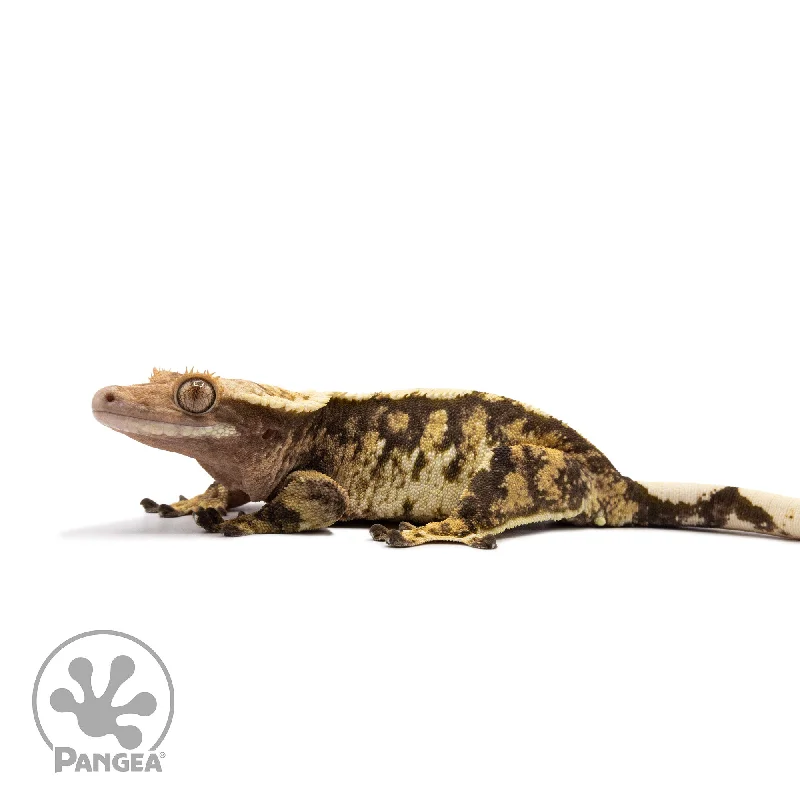 Female Tricolor Extreme Harlequin Crested Gecko Cr-2724