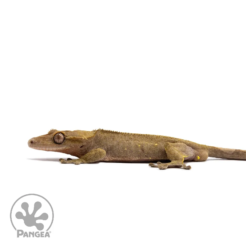 Male Dark Phantom Crested Gecko Cr-2738