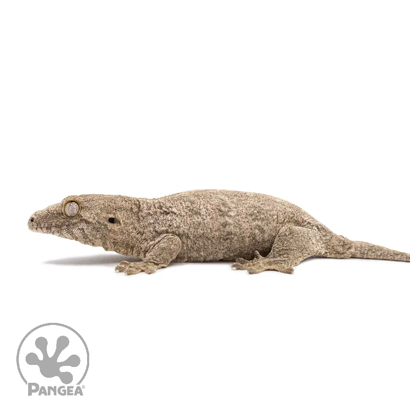 Juvenile Grand Terre Cross Rhacodactylus leachianus RL-027