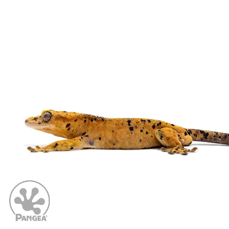 Male Super Dalmatian Crested Gecko Cr-2714