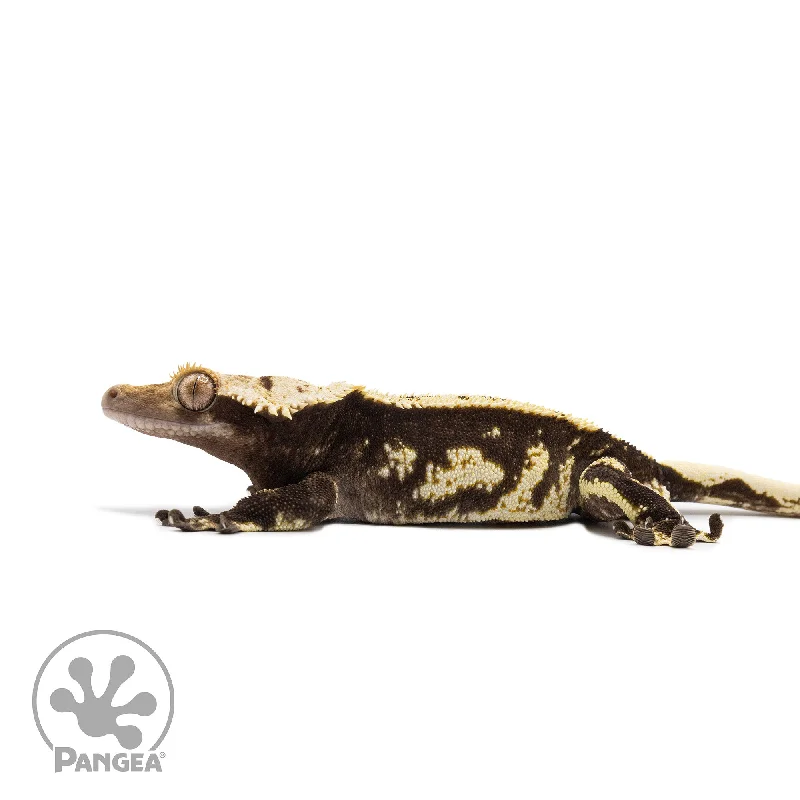 Male Harlequin Crested Gecko Cr-2711