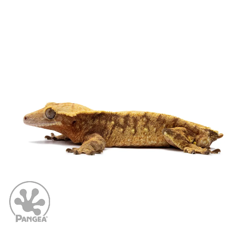 Male Red Extreme Harlequin Crested Gecko Cr-2655